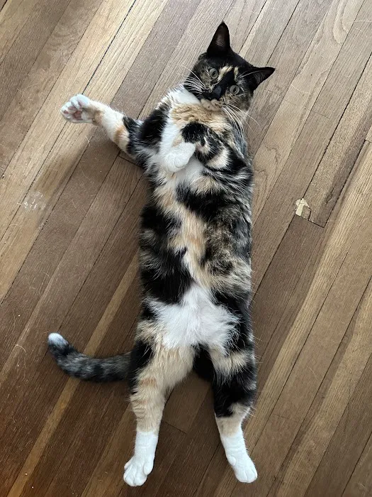 Weston Veterinary Clinic, A Thrive Pet Healthcare Partner Picture 5