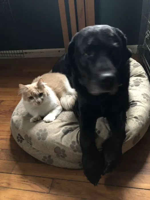 Weston Veterinary Clinic, A Thrive Pet Healthcare Partner Picture 10