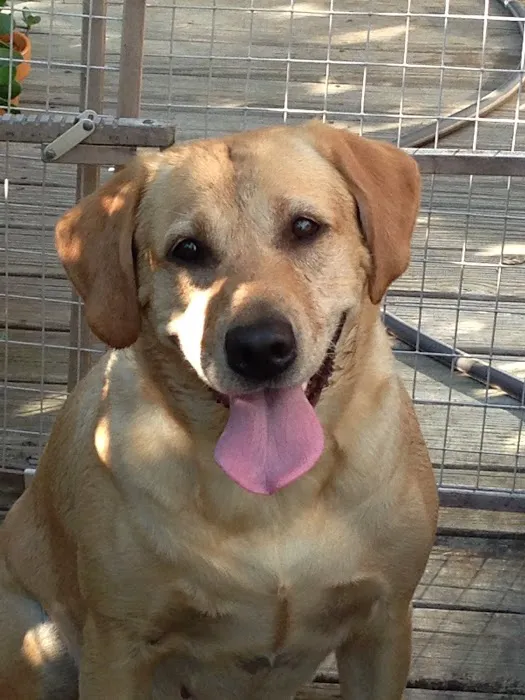 Weston Veterinary Clinic, A Thrive Pet Healthcare Partner Picture 9