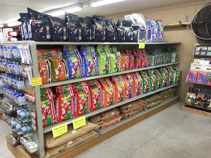 Champion Nishikigoi Picture 3