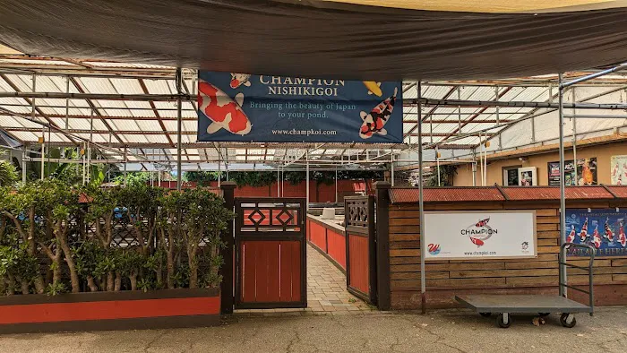 Champion Nishikigoi Picture 2