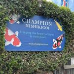 Champion Nishikigoi