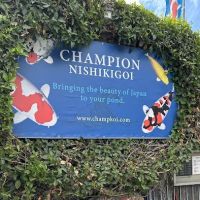 Champion Nishikigoi ico