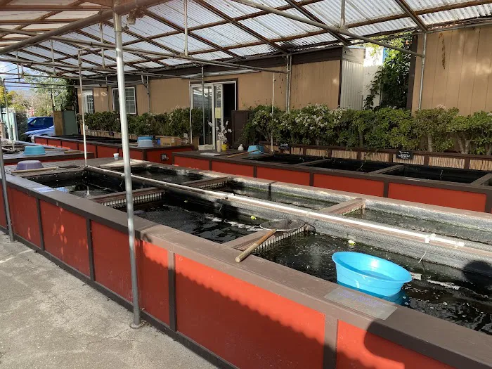 Champion Nishikigoi Picture 4