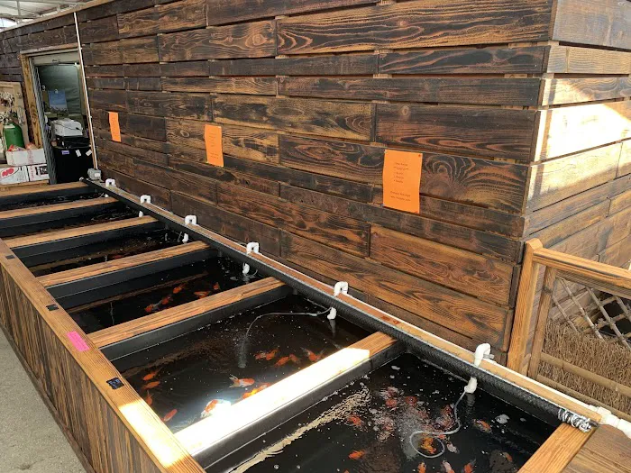 Champion Nishikigoi Picture 5