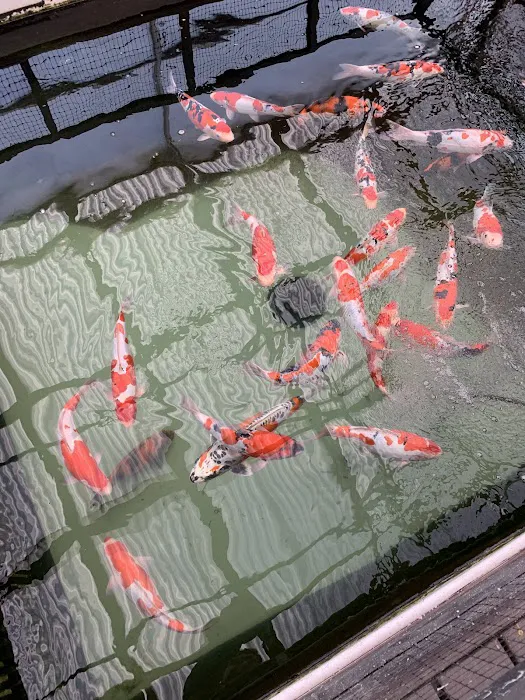 Champion Nishikigoi Picture 6