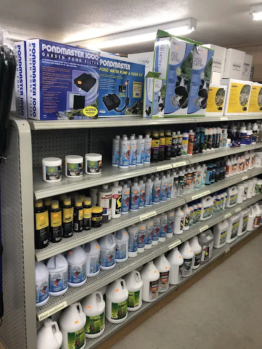 Champion Nishikigoi Picture 9