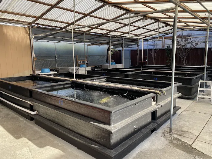 Champion Nishikigoi Picture 7