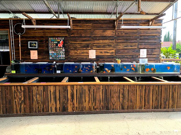 Champion Nishikigoi Picture 8