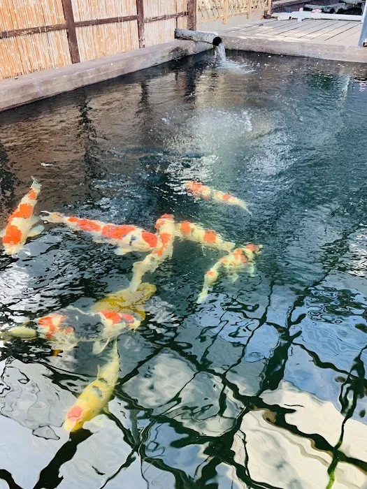 Champion Nishikigoi Picture 10