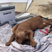 APP'S Teacup Puppies For Sale ico