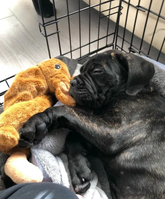 APP'S Teacup Puppies For Sale Picture 2