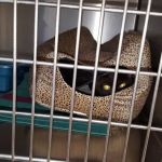 West Concord Animal Clinic