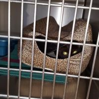 West Concord Animal Clinic ico