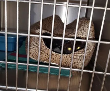 West Concord Animal Clinic