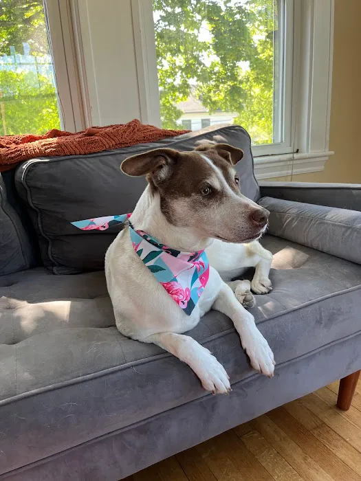 West Concord Animal Clinic Picture 7