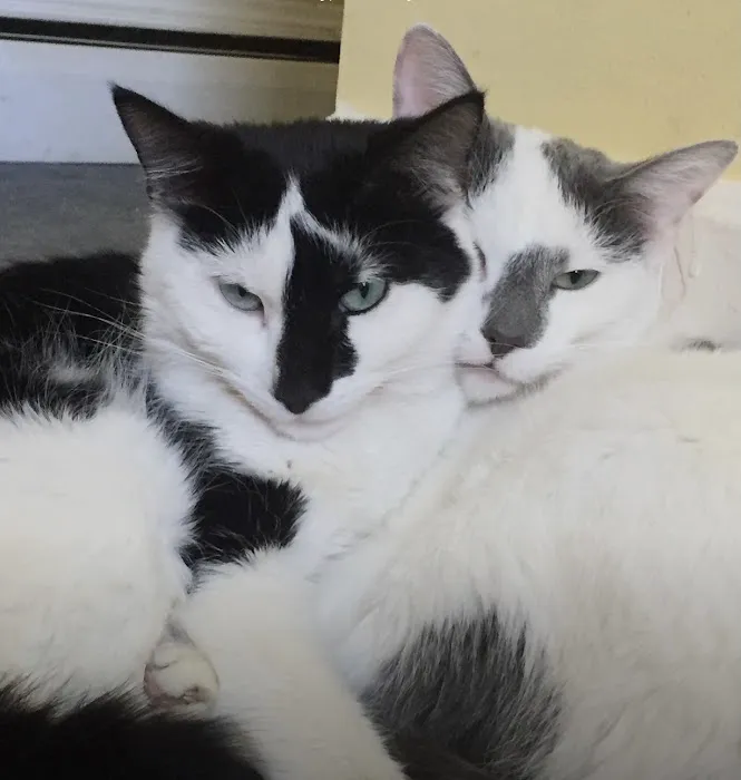 West Concord Animal Clinic Picture 10