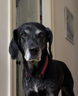 West Concord Animal Clinic Picture 9