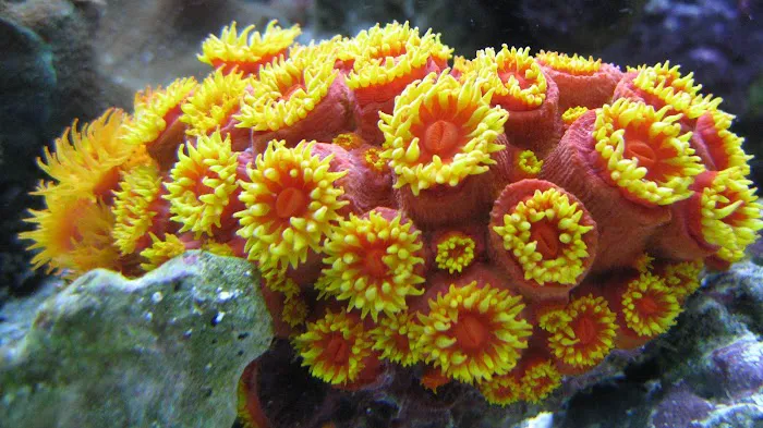 Fish Doctor Picture 3