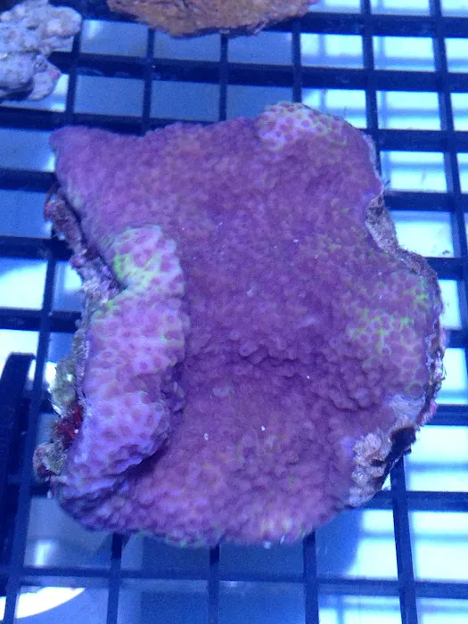 Fish Doctor Picture 2