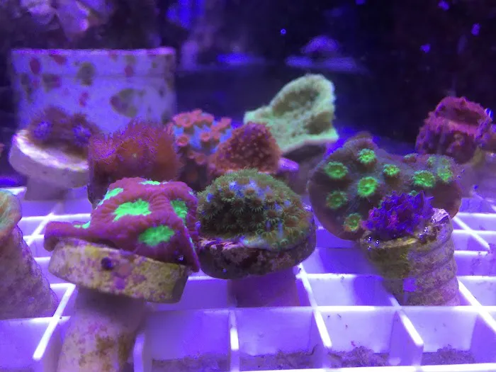 Fish Doctor Picture 5