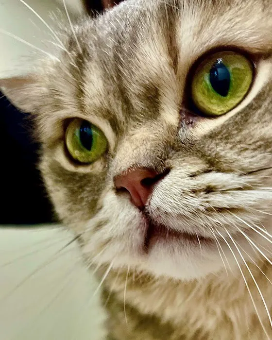 Concord Animal Hospital Picture 9