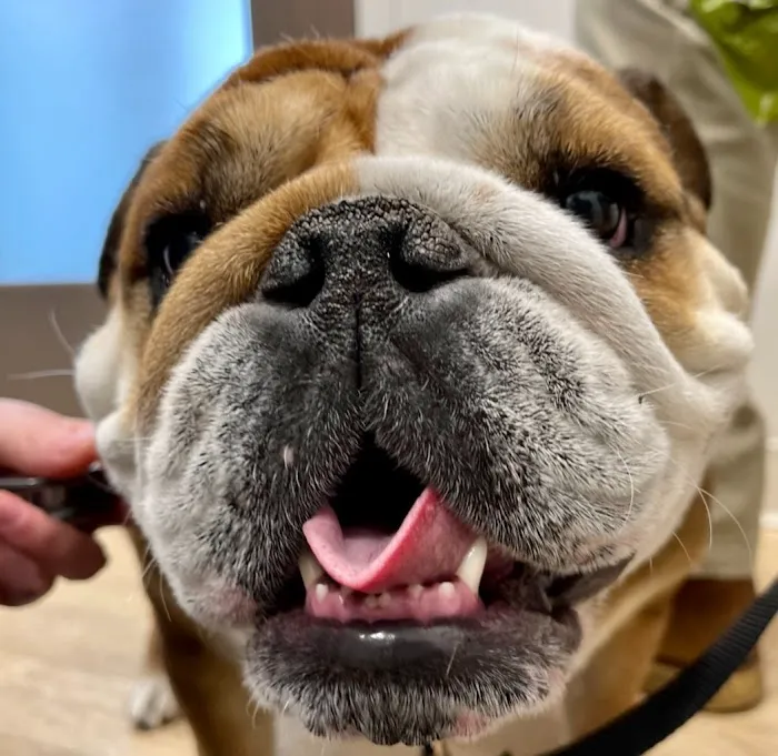 Concord Animal Hospital Picture 10