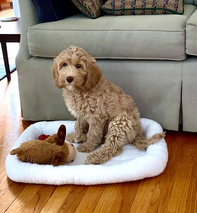 Commonwealth Veterinary Hospital Picture 1