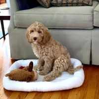 Commonwealth Veterinary Hospital ico