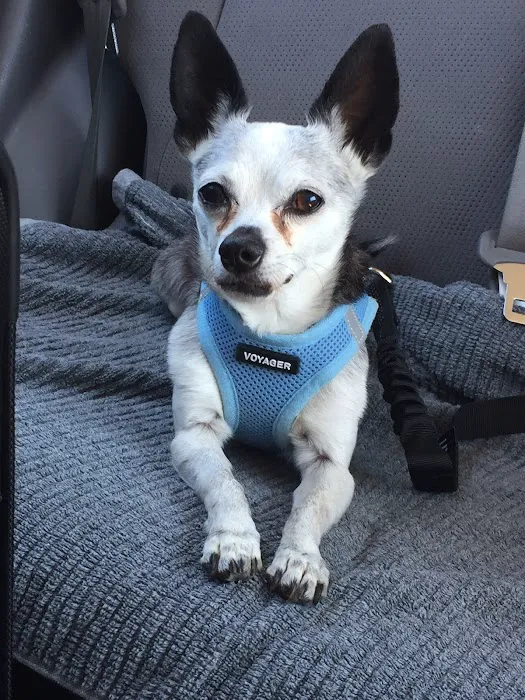 Commonwealth Veterinary Hospital Picture 2