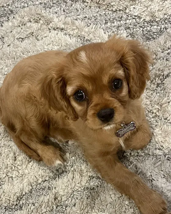 Commonwealth Veterinary Hospital Picture 7