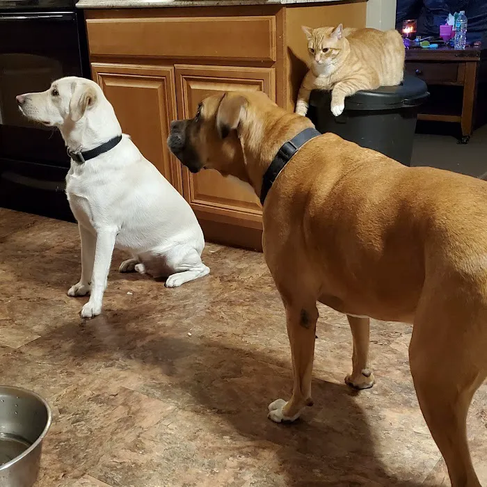 Commonwealth Veterinary Hospital Picture 5