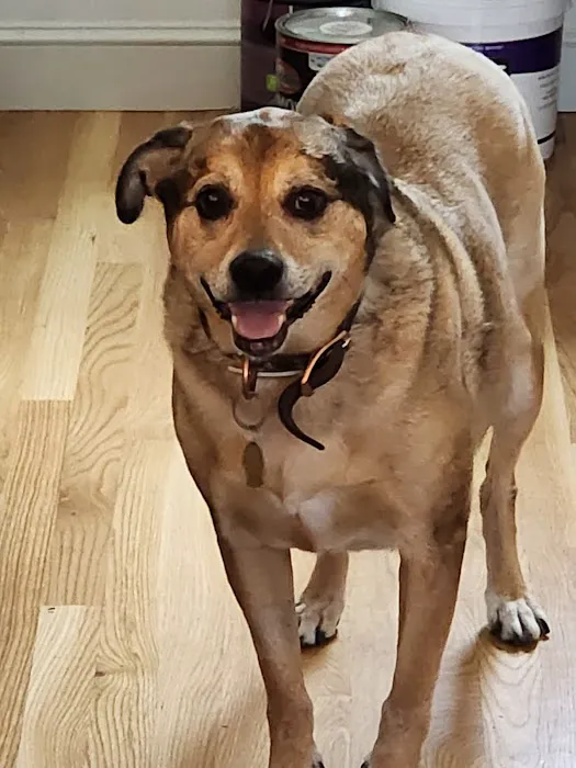 Commonwealth Veterinary Hospital Picture 6