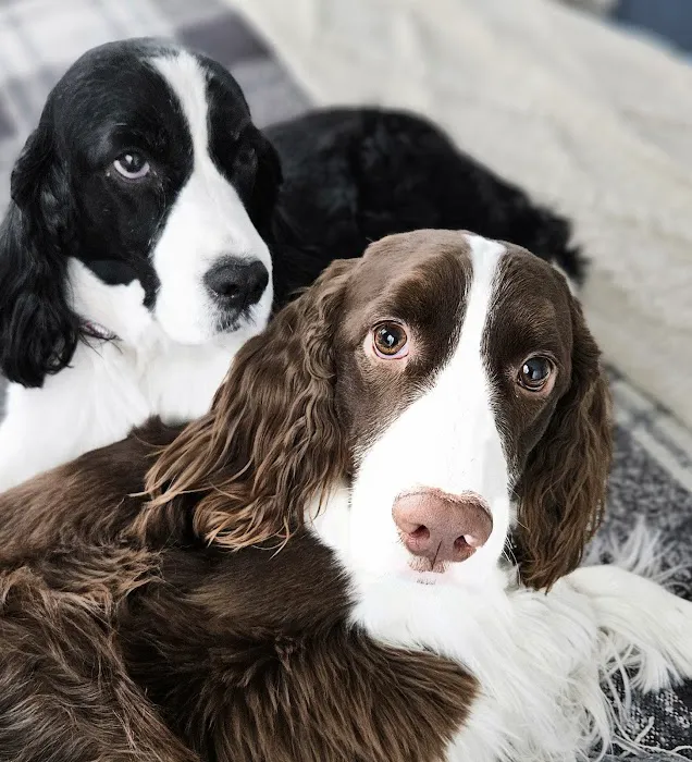 Commonwealth Veterinary Hospital Picture 9