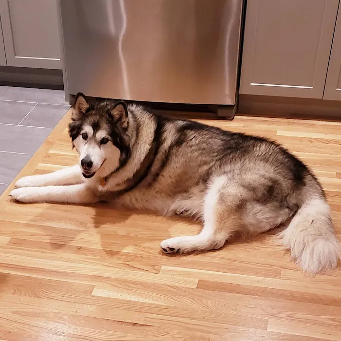 Commonwealth Veterinary Hospital Picture 8