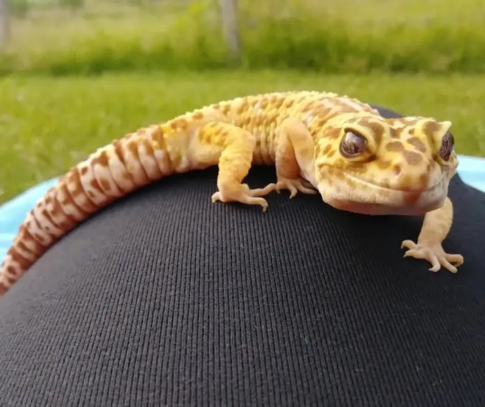 Sager Animal Hospital Inc Picture 1