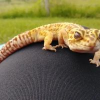 Sager Animal Hospital Inc ico