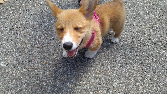 Sager Animal Hospital Inc Picture 3