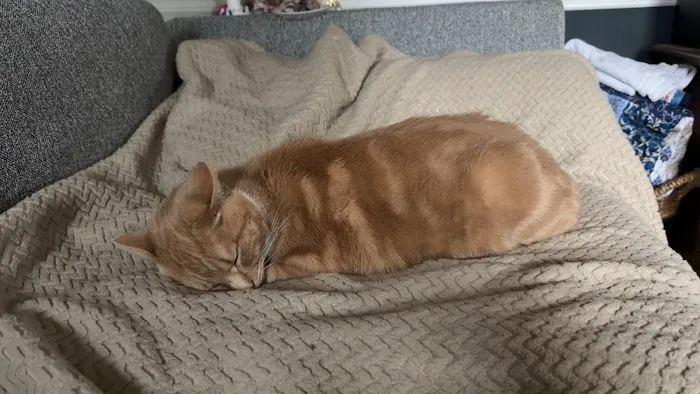 Sager Animal Hospital Inc Picture 5