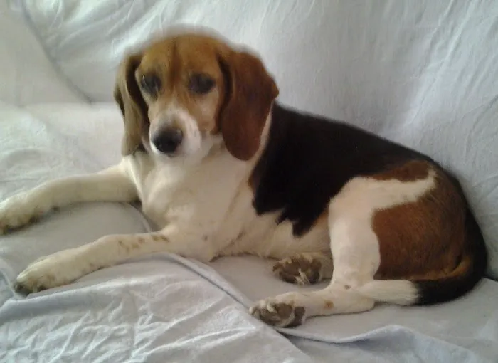 Sager Animal Hospital Inc Picture 9