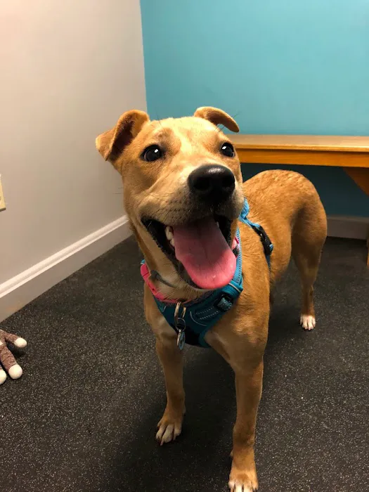 Whole Pet Veterinary Center Picture 1