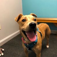 Whole Pet Veterinary Center ico