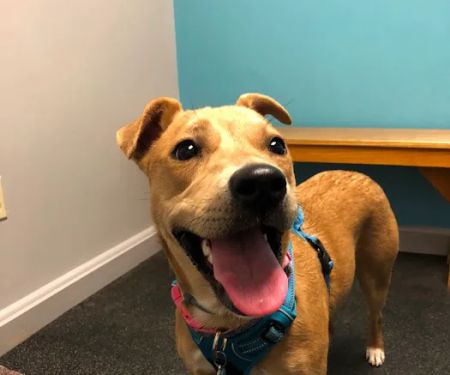Whole Pet Veterinary Center