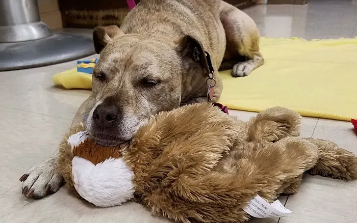 Whole Pet Veterinary Center Picture 7