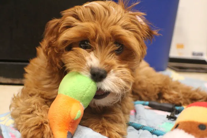 Whole Pet Veterinary Center Picture 9