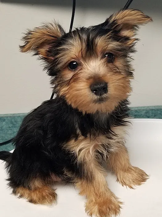 Whole Pet Veterinary Center Picture 10