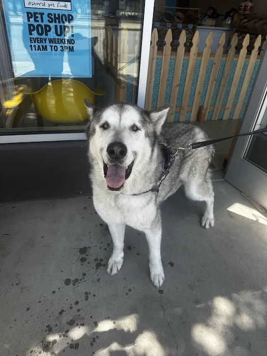 Jeffrey's Natural Pet Foods Bayview Pop Up Picture 6