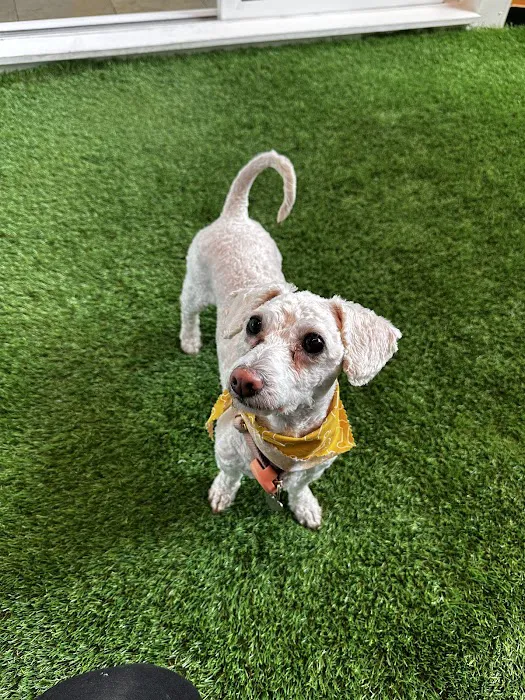 Jeffrey's Natural Pet Foods Bayview Pop Up Picture 4