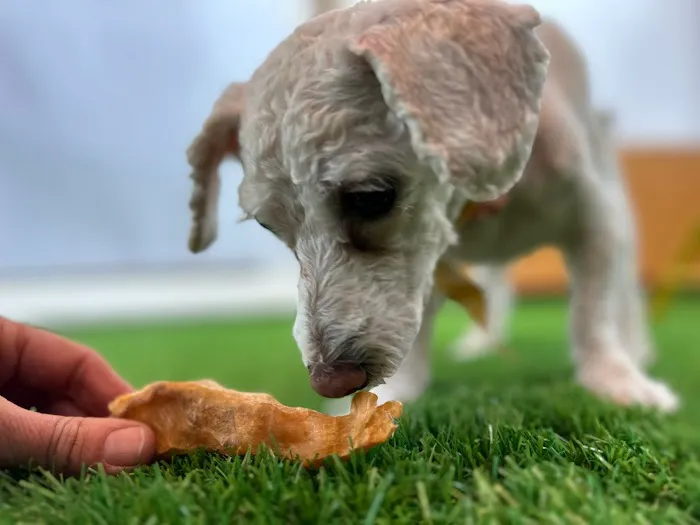 Jeffrey's Natural Pet Foods Bayview Pop Up Picture 7