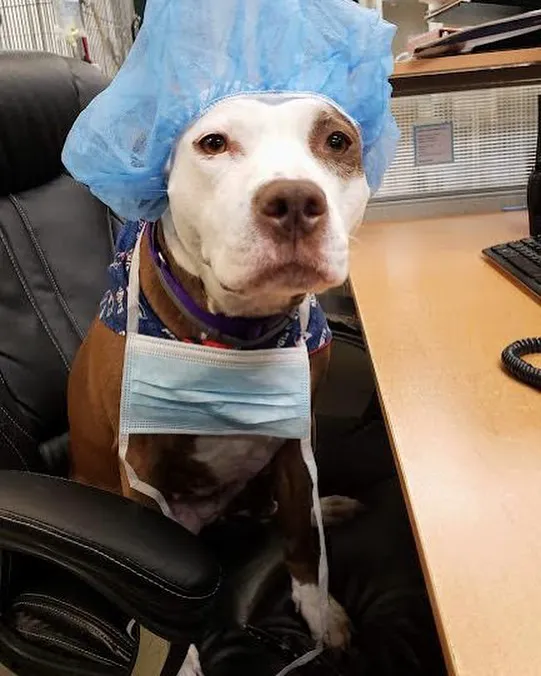 Westford Veterinary Emergency and Referral Center Picture 7